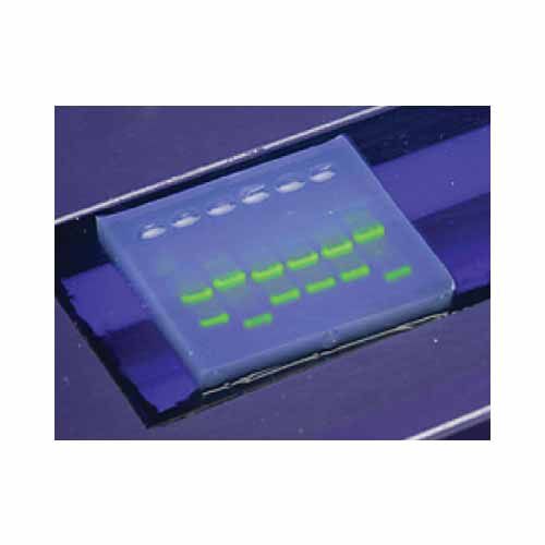 Colorant spécifique spot ADN SYBR® safe