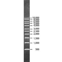 Échelle d'ADN DirectLoad ™ 1 kb, marqueur prêt à l'emploi pour électrophorèse d’ADN, SIGMA-ALDRICH®