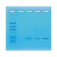 Kit d'expérimentation, amplification de l'ADN par PCR