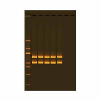 Kit d'expérimentation, analyse de l'ADN mitochondrial par PCR