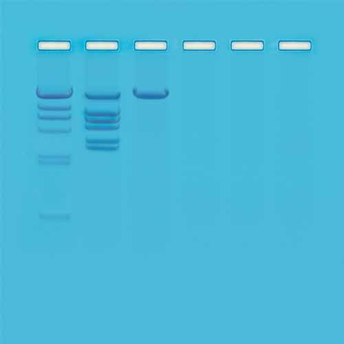 Kit d'expérimentation, analyse des Schémas de Clivage de l'ADN Lambda digéré par EcoRI