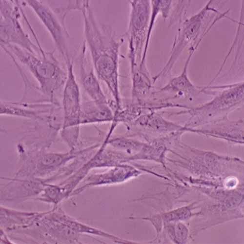 Kit d'expérimentation, analyse et comparaison des différents types de cellules mammifères