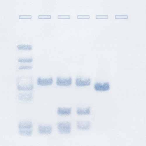Kit d'expérimentation, analyse par la technique de transfert Southern Blot
