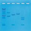 Kit Expériences Avancées sur l’ADN