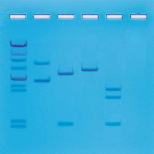 Kit d'expérimentation, cartographie par enzymes de restriction