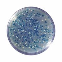 Kit d'expérimentation, clonage bleu/blanc d'un fragment d'ADN et dosage de la ß-galactosidase
