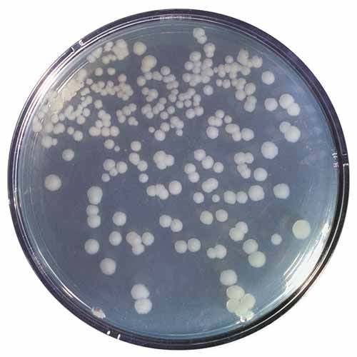 Kit d'expérimentation, construction et clonage d'un ADN recombinant