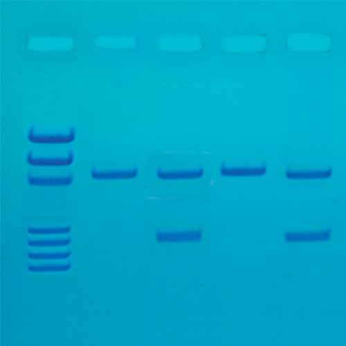 Kit d'expérimentation, détection de Influenza virus