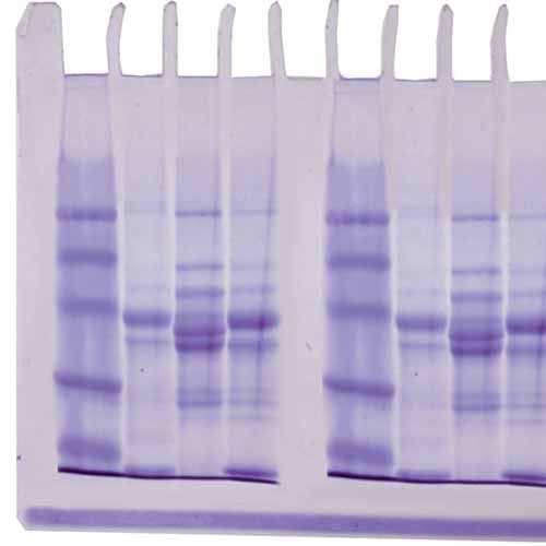 Kit d'expérimentation, diversité des protéines de poissons