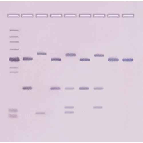 Kit d'expérimentation, empreinte ADN par Southern Blot