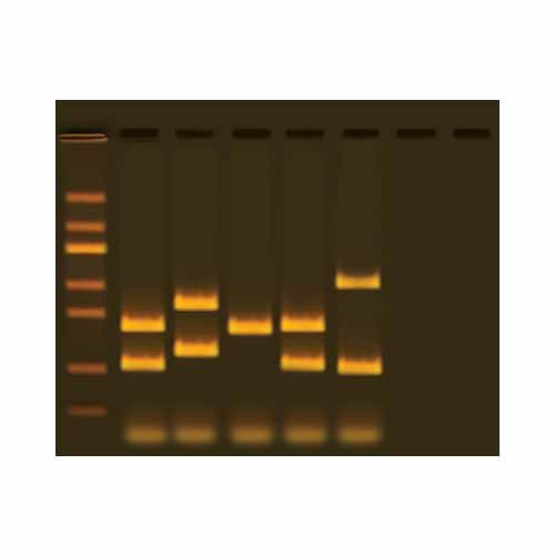 Kit d'expérimentation, empreinte génétique humaine de VNTR basée sur la PCR