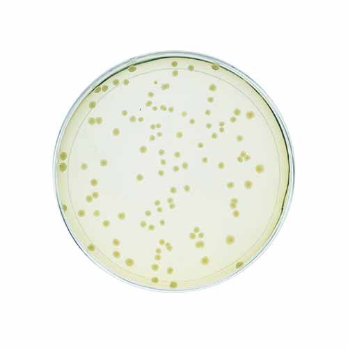 Kit d'expérimentation, enquête sur la biologie synthétique