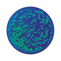Kit d'expérimentation, exploration biotechnologique avec la protéine fluorescente verte (GFP)