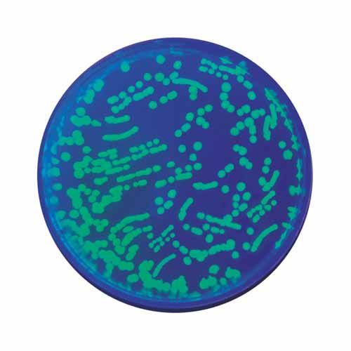 Kit d'expérimentation, exploration biotechnologique avec la protéine fluorescente verte (GFP)