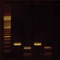 Kit d'expérimentation, exploration de la génétique du goût : Analyse SNP du gène PTC à l'aide de la PCR