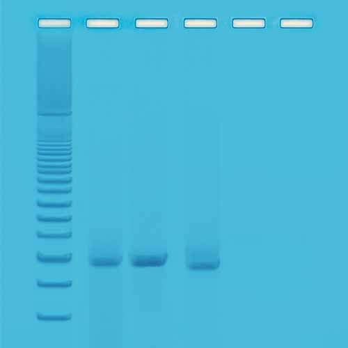 Kit d'expérimentation, génotypage des drosophiles par PCR