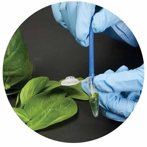 Kit d'expérimentation, identification d'aliments génétiquement modifiés par PCR
