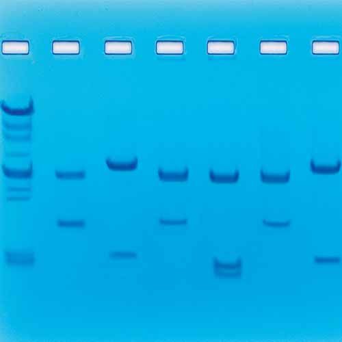 Kit d'expérimentation, identification génétique à l'aide des enzymes de restriction
