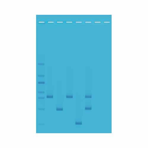 Kit d'expérimentation, identification génétique par PCR