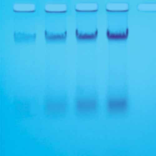 Kit d'expérimentation, isolement de l'ADN chromosomique de l'E. coli
