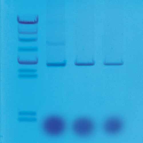 Kit d'expérimentation, mini-préparations pour isolement de l'ADN plasmidique