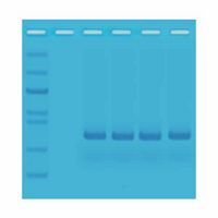 Kit d'expérimentation, PCR rapide