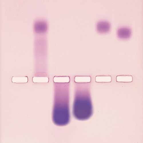 Kit d'expérimentation, propriétés électrophorétiques des protéines natives (à base d'agarose)