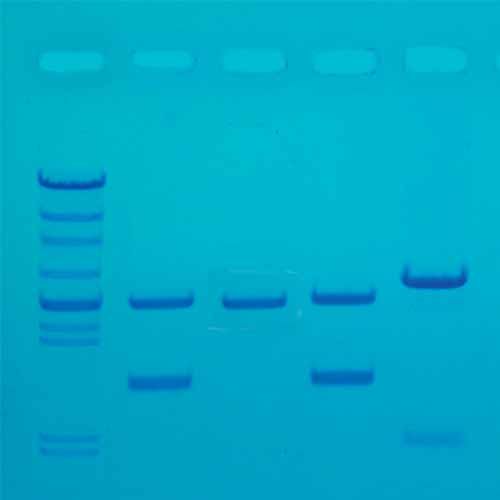 Kit d'expérimentation Ready-to-Load™, amplication de l'ADN pour Identification Génétique