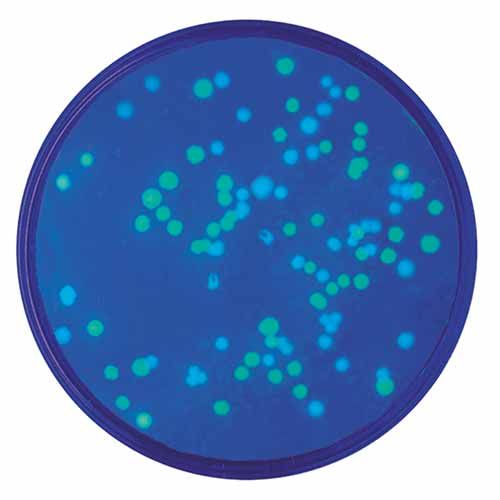 Kit d'expérimentation, transformation avec les protéines fluorescentes bleues et vertes