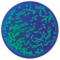 Kit d'expérimentation, transformation d'E. coli avec la GFP (protéine fluorescente verte)
