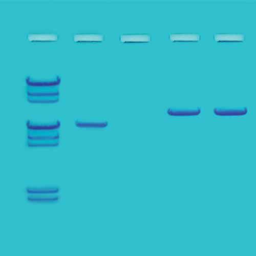 Kit Ready-to-Load™, criblage de l'ADN pour la recherche de la variole