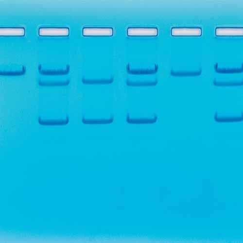 Kit Ready-to-Load™, détection de gènes drépanocytaires (dans l'ADN)