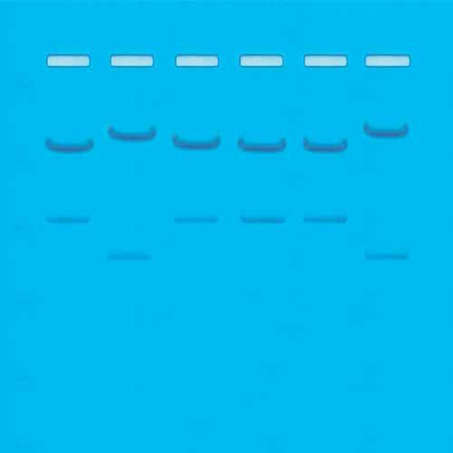 Kit Ready-to-Load™, identification génétique par l'ADN de type I : ID de l'ADN par les schémas de fragmentation définis par la restriction