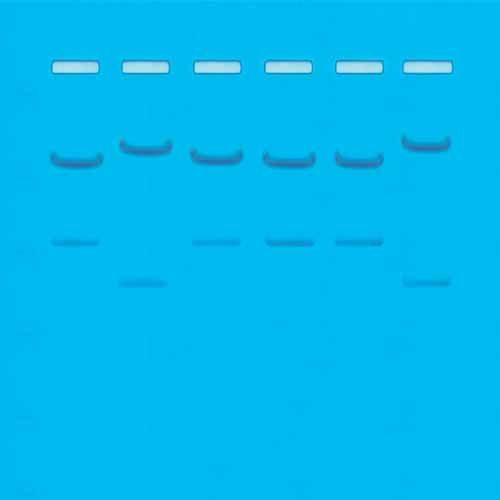 Kit Ready-to-Load™, identification génétique par l'ADN de type I : ID de l'ADN par les schémas de fragmentation définis par la restriction