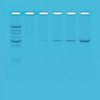 Kit Ready-to-Load™, réaction en chaîne par polymérase (PCR)