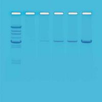 Kit Ready-to-Load™, réaction en chaîne par polymérase (PCR)