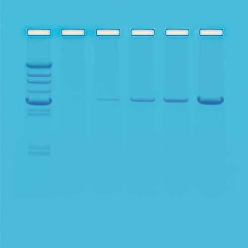 Kit Ready-to-Load™, réaction en chaîne par polymérase (PCR)