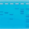 Kit Ready-to-Load™, schémas de clivage de l'ADN par les enzymes de restriction