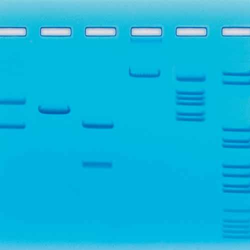 Kit Ready-to-Load™, schémas de clivage de l'ADN par les enzymes de restriction