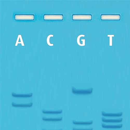 Kit Ready-to-Load™, séquençage d'ADN