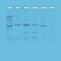 Kit Ready-to-Load™, test ADN de paternité