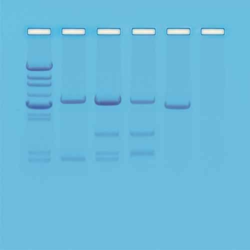 Kit Ready-to-Load™, test ADN de paternité - Materiel pour Laboratoire