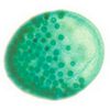 Lame microscopique préparée,algues, Volvox. s.e