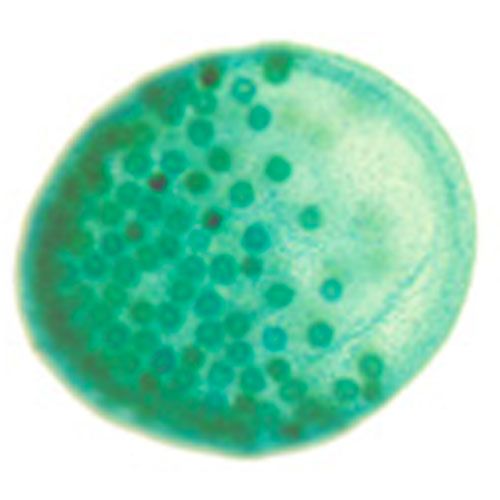 Lame microscopique préparée,algues, Volvox. s.e