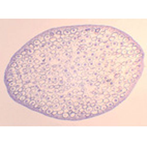 Lame microscopique préparée, cytologie, Mitose de l'oeuf d'Ascaris du cheval, c.