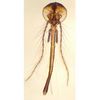 Lame microscopique préparée, Écaille de poisson, s.e.