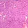Lame microscopique préparée, Foie de porc, c.