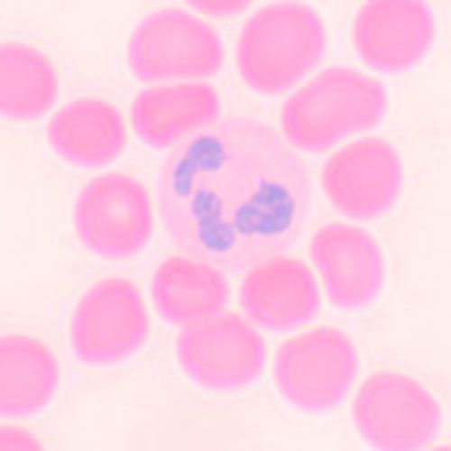 Lame microscopique préparée, frottis de sang humain (1)