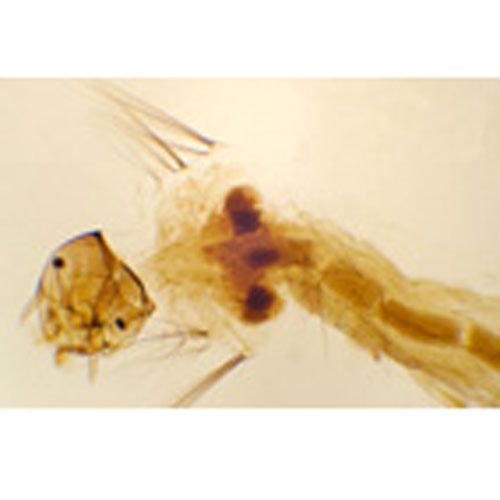 Lame microscopique préparée, Larve de moustique, s.e.