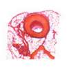 Lame microscopique préparée, organes et systèmes, Artère et veine, c.t.  (3)